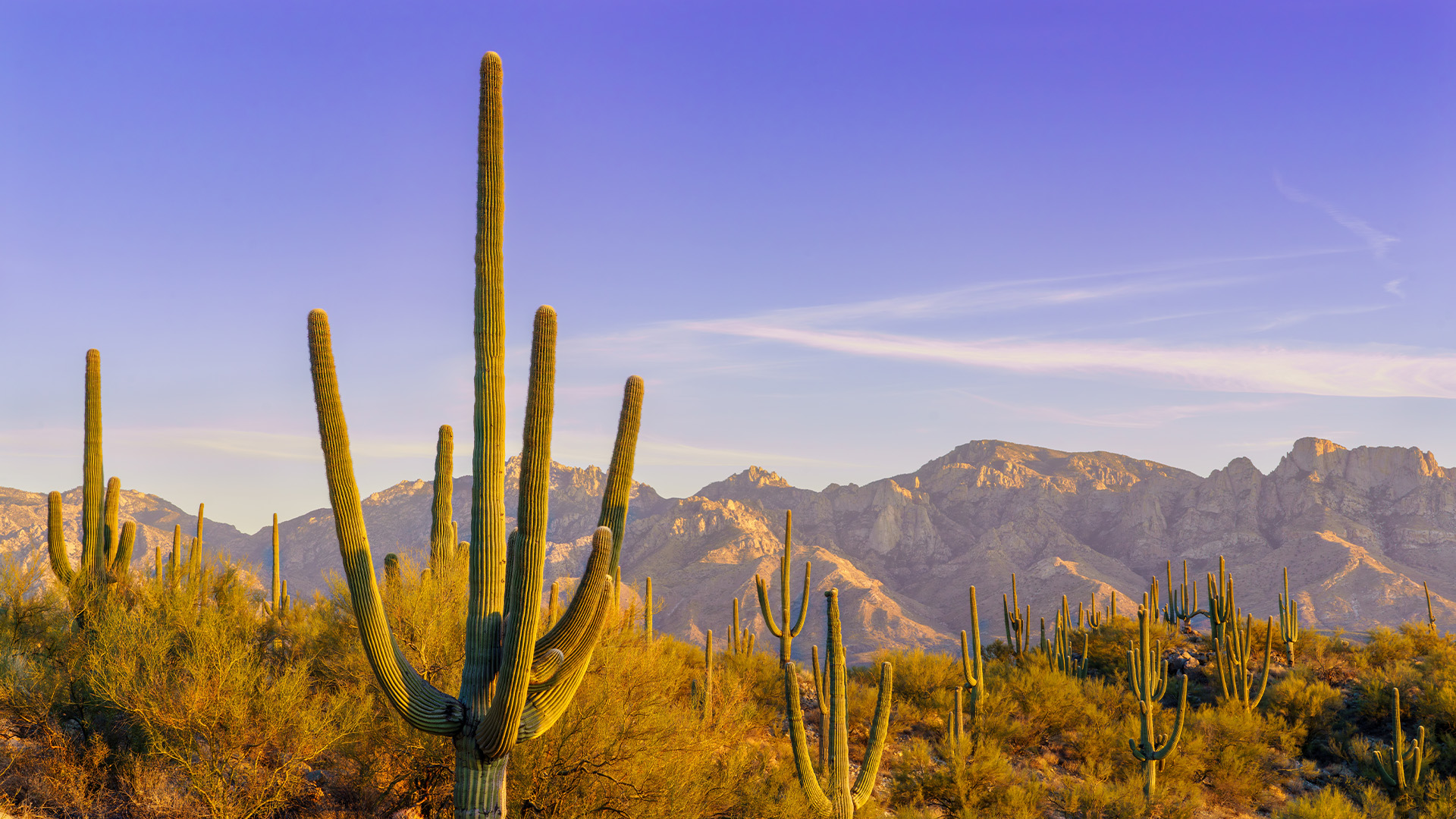 Cacti with mountains in the background at dusk