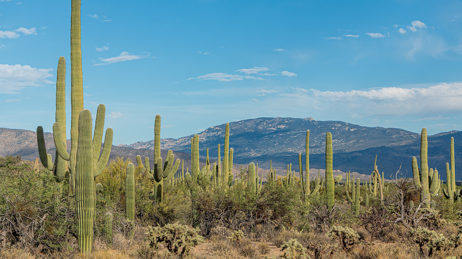 Cacti with mountains in the background and a blue sky
